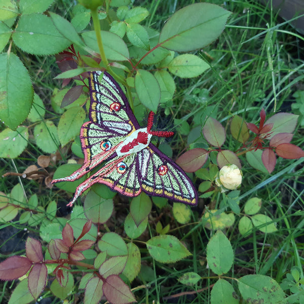 Moks371(p) Moth embroidery patch - Spanish moon moth - graellsia isabellae